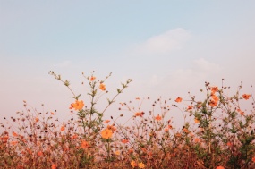 唯美小清新花草图片